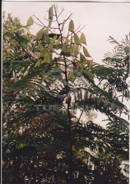 Caesalpinia sappan L. 1 Caesalpinia sappan L. 1