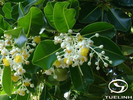 Calophyllum dryobalanoides Pierre 1