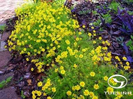 Calotis anamitica (Kuntze) Merr. 1