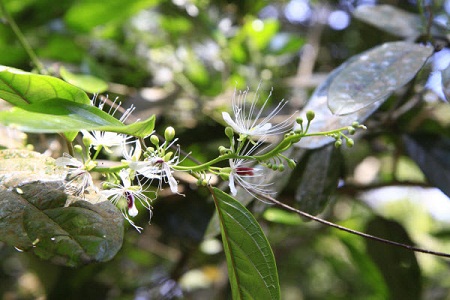 Capparis flavicans Kurz 1