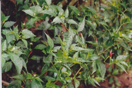 Capsicum frutescens L. var. fasciculatum (Sturt) Bailey 1