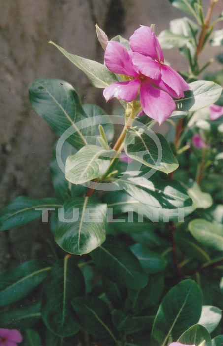 Catharanthus roseus (L.) G. Don 1