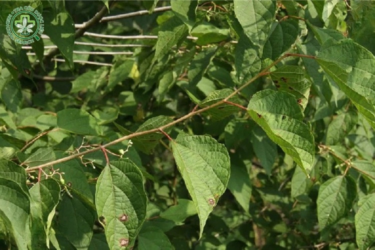 Lá cây 1 Lá cây 1