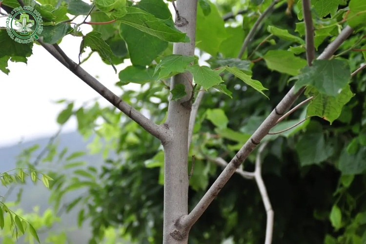 Đặc điểm chung 1 Đặc điểm chung 1