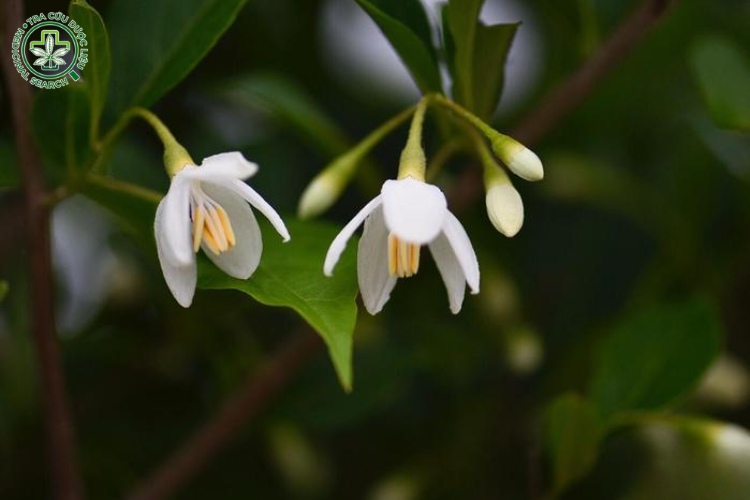 Mô tả cây 2 Mô tả cây 2