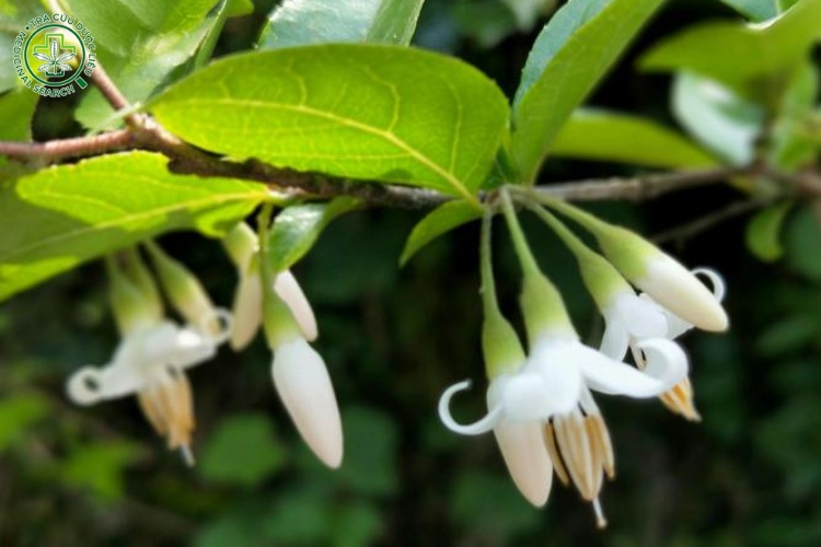 Công dụng 1 Công dụng 1