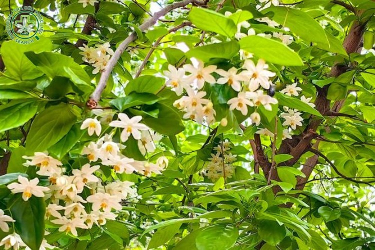 Mô tả cây 1 Mô tả cây 1