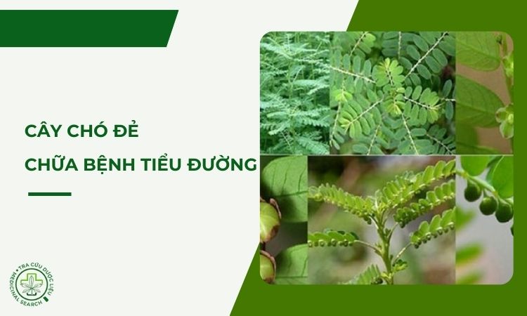 Cây chó đẻ chữa bệnh tiểu đường hiệu quả không ngờ 1