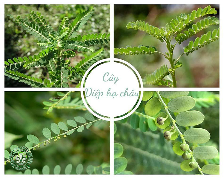 Cơ chế tác dụng 1