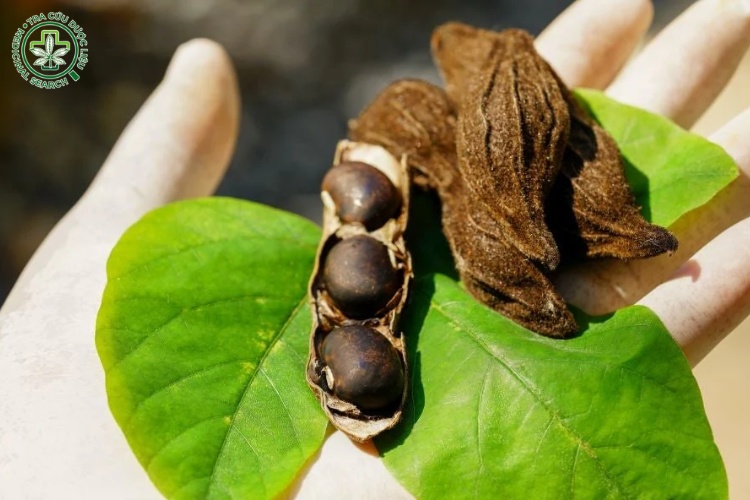 Mô tả đặc điểm của cây đậu mèo 5