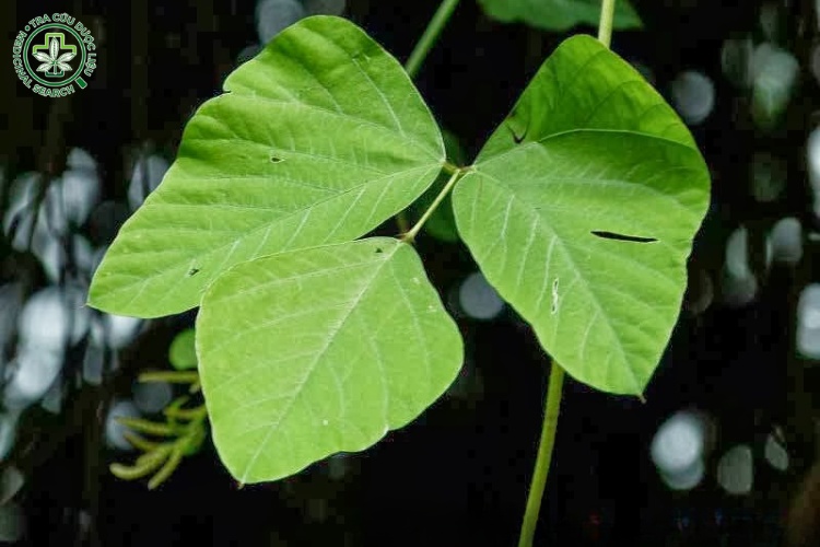 Mô tả đặc điểm của cây đậu mèo 2