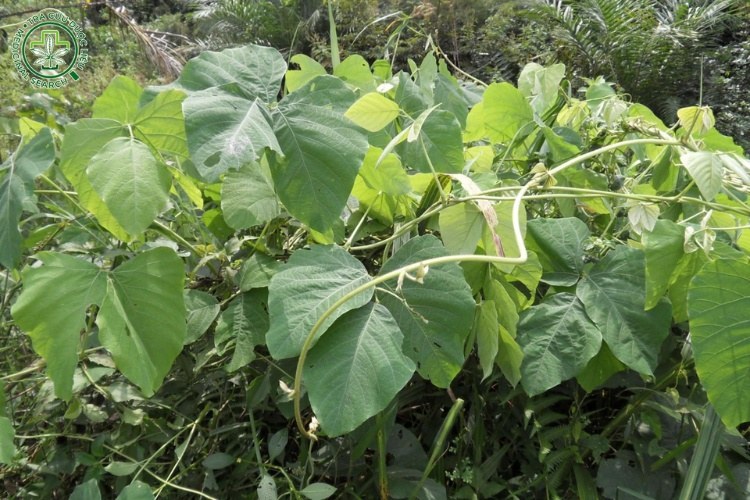 Mô tả đặc điểm của cây đậu mèo 1