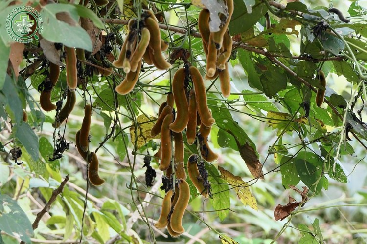 Tính vị, công năng 1