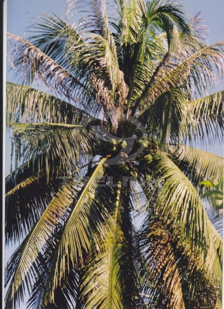 Cocos nucifera L. 1