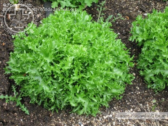 Cichorium endivia L. 1