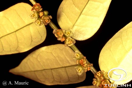 Cleistanthus tonkinensis Jabl. 1 Cleistanthus tonkinensis Jabl. 1