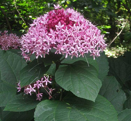 Clerodendrum bungei Steud. 1