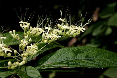 Clerodendrum cyrtophyllum Turcz. 1 Clerodendrum cyrtophyllum Turcz. 1