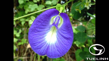 Clitoria ternatea L. 1
