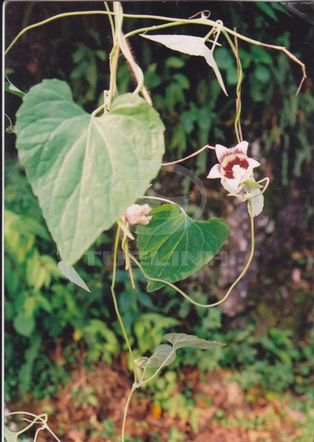 Codonopsis javanica (Blume) Hook.f. et Thoms. 1