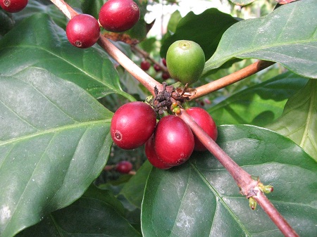 Coffea arabica L. 1