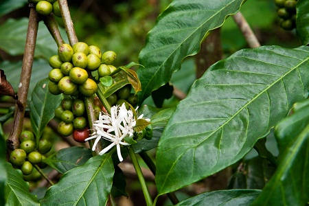 Coffea canephora Pierre ex A.Froehner 1