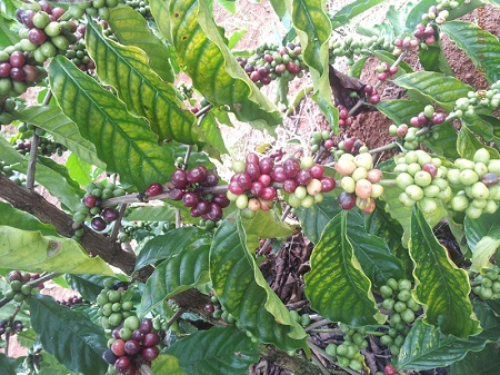 Coffea liberica var. dewevrei (De Wild. & T.Durand) Lebrun 1