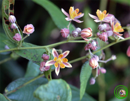 Colona auriculata (Desf.) Craib 1 Colona auriculata (Desf.) Craib 1