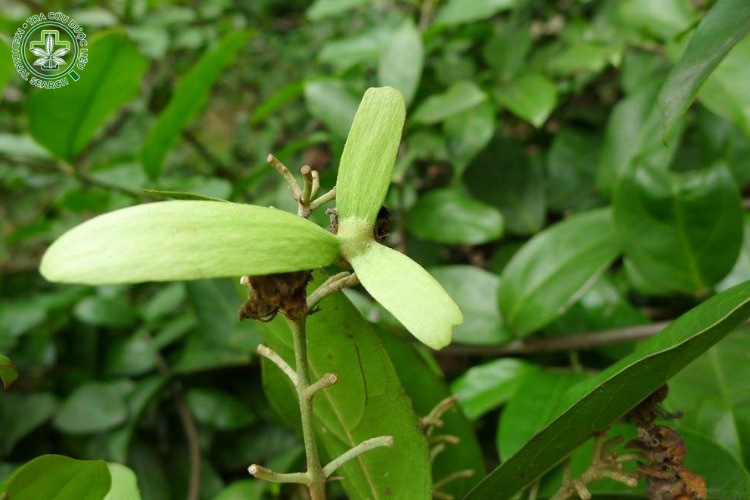 Công dụng 1 Công dụng 1