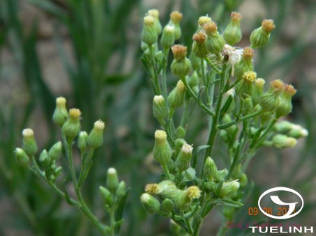 Conyza japonica (Thunb.) Less. ex Less. 1