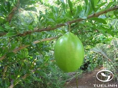 Crescentia alata Kunth 1