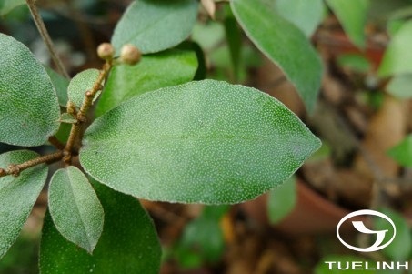 Croton cascarilloides Raeusch. 1 Croton cascarilloides Raeusch. 1