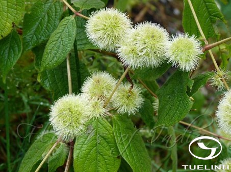 Cyathula capitata Moq. 1