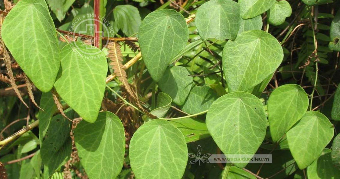 Cyclea fansipanensis Gagnep. 1