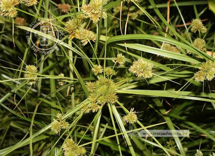 Cyperus cyperinus (Retz.) Suringar 1