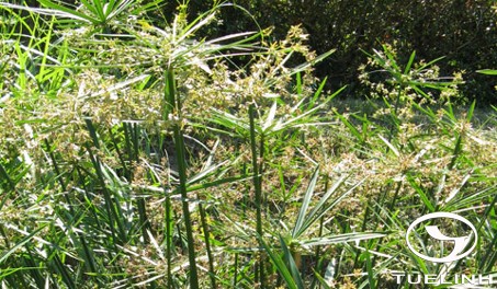 Cyperus articulatus L. 1 Cyperus articulatus L. 1
