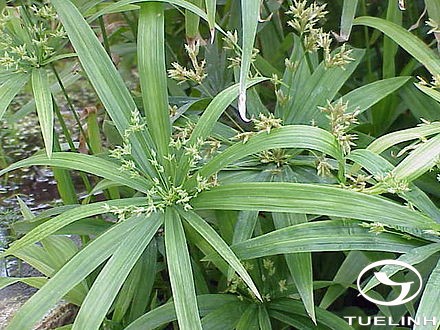 Cyperus diffusus Vahl 1