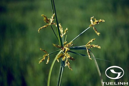 Cyperus iria L. 1