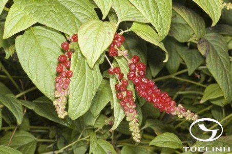 Deeringia amaranthoides (Lam.) Merr. 1 Deeringia amaranthoides (Lam.) Merr. 1