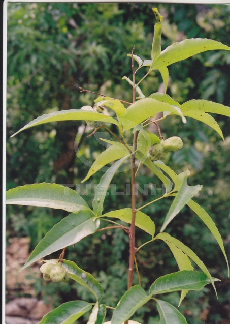 Delavaya yunnanensis Franch. 1