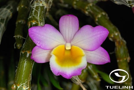 Dendrobium crepidatum Lindl. ex Paxt. 1