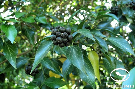 Dendropanax macrocarpus C. N. Ho 1 Dendropanax macrocarpus C. N. Ho 1