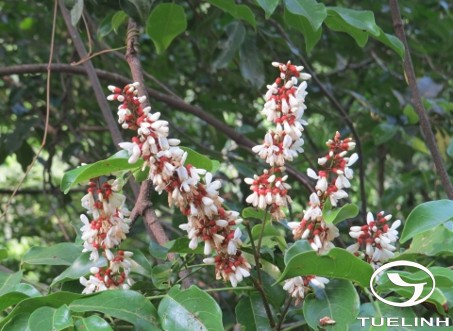 Derris scandens (Roxb.) Benth. 1 Derris scandens (Roxb.) Benth. 1