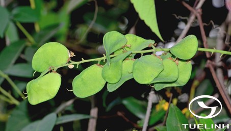 Derris trifoliata Lour. 1