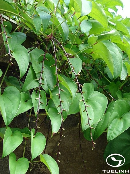 Dioscorea alata L. 1