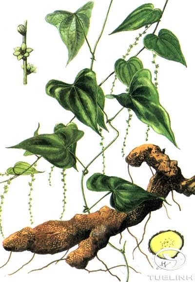 Dioscorea zingiberensis C.H.Wright 1