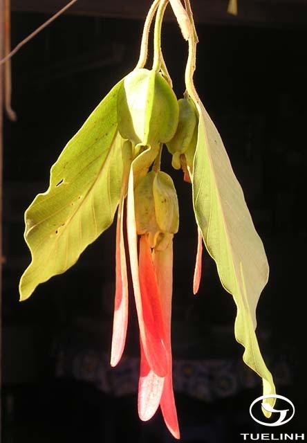Dipterocarpus dyeri Pierre ex Laness. 1