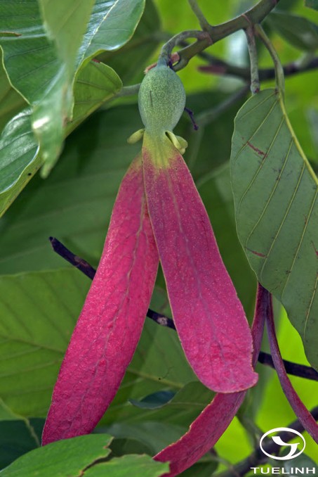 Dipterocarpus turbinatus Gaertn.f. 1