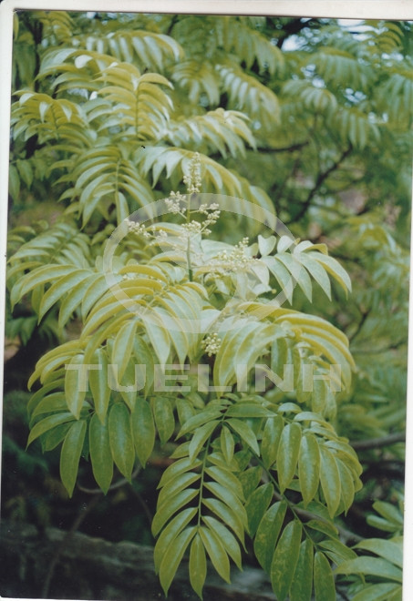 Dracontomelon duperreanum Pierre 1