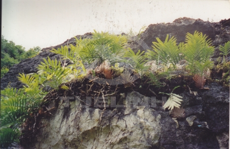 Drynaria propinqua (Wall. ex Mett.) J. Sm. 1 Drynaria propinqua (Wall. ex Mett.) J. Sm. 1